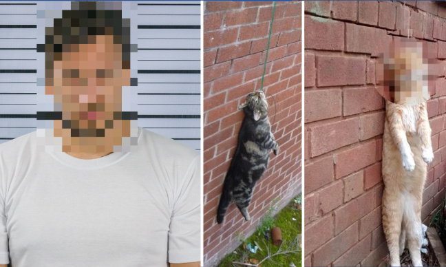 Peine maximale pour ce détenu qui a attiré puis étranglé 7 chats dans sa cellule !