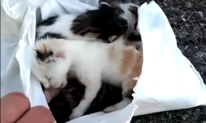 Un chaton n'est pas un déchet : STOP à ceux qui s'en débarrassent dans des poubelles !