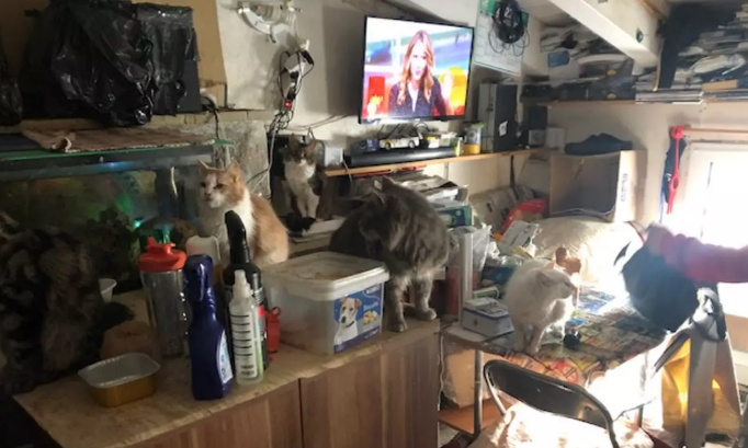 37 chats enfermés dans 20m² : peine exemplaire contre leurs exploitants !