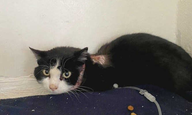 JUSTICE POUR RUBY : CHAT TRAÎNÉ ET BRÛLÉ