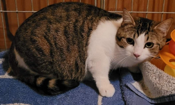 TEQUILA, SPECTATRICE DE LA MORT DE SES CINQ CHATONS