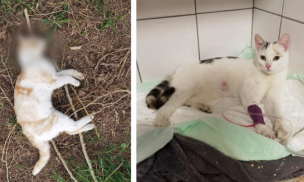 UN EMPOISONNEUR DE CHATS SÉVIT DANS SON VILLAGE