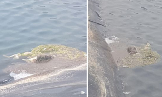 DES DIZAINES DE CADAVRES DE CHATS FLOTTANTS DANS UN BASSIN