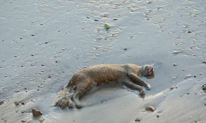 UN CHAT SAUVAGEMENT EXÉCUTÉ ET JETÉ À LA MER
