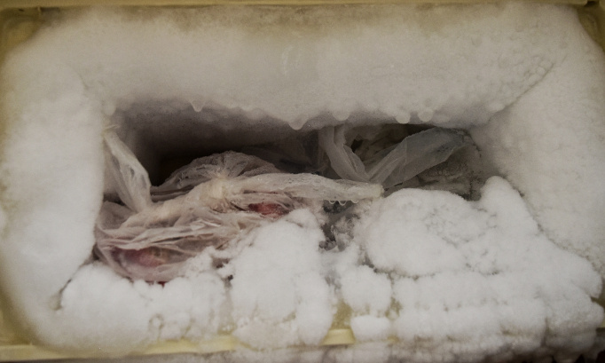 DES CADAVRES DE CHAT RETROUVÉS DANS UN CONGÉLATEUR