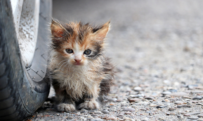 DES CHATONS JETÉS D’UNE VOITURE EN MARCHE