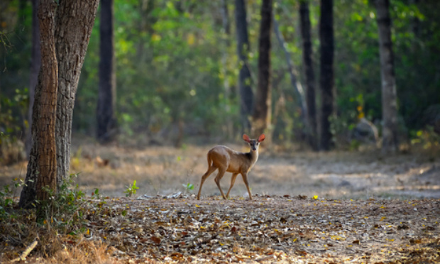 Pour que la chasse soit interdite