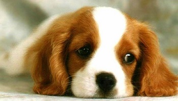 Arrêtons de faire du mal aux animaux !