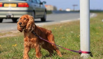 Stop à la maltraitance des animaux !
