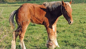 L'euthanasie de la pouliche de Crançot !