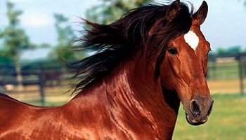 Non à l'abattage de chevaux !