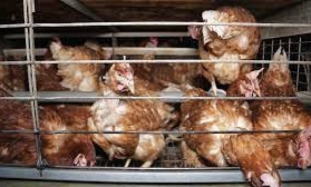 POUR LA FERMETURE IMMÉDIATE DE L'ÉLEVAGE PAMPR'OEUF ET UNE CONDAMNATION POUR L'EMPLOYÉ AYANT VIOLENTÉ UNE POULE !