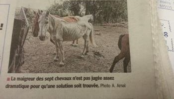 Le sauvetage de sept équidés par leur confiscation, il faut enlever ces chevaux à leur ignoble propriétaire !