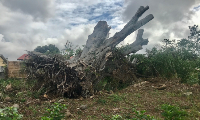 Rond Point Zazalé: NON au Betonnage!