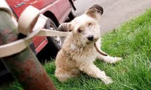 De meilleures lois pour les animaux