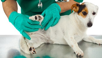 Des avantages en soins vétérinaires.