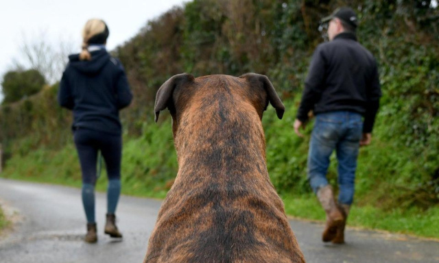 Pour un partage des frais vétérinaires en cas de divorce
