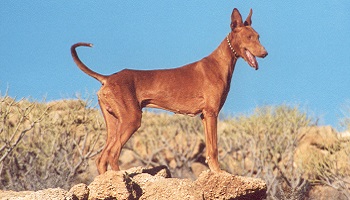 L'arrêt des tortures sur les chiens en Espagne