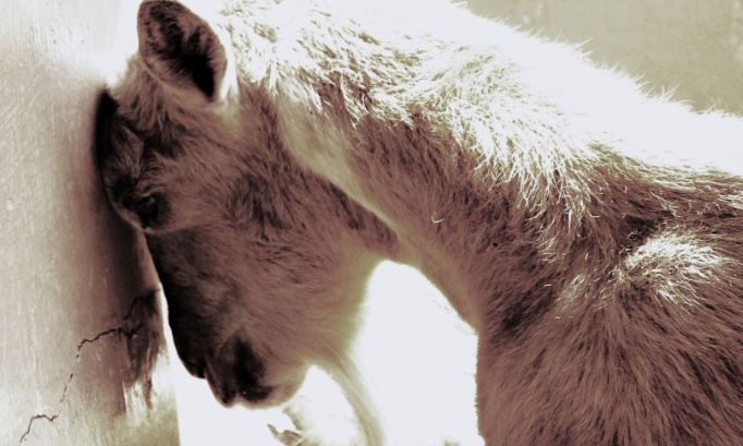 Peine exemplaire pour le maire qui a massacré des chèvres pour avoir grignoté quelques fleurs