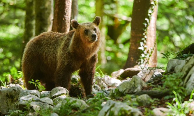 Demandons le maintien des battues en zone à ours