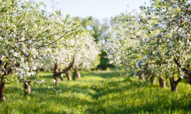 Non aux canons anti nuisibles pour faire fuir les animaux !