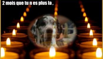 Que cela ne se reproduise plus pour les autres chiens