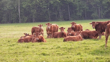 Sauvez les vaches BETI