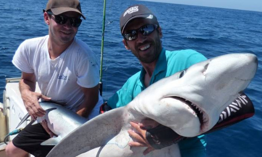 Pour l'arrêt TOTAL de la commercialisation de viande de requin