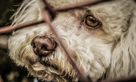 NON à la maltraitance animale