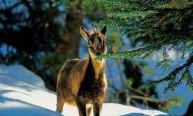 DES CHAMOIS EN DANGER DANS LE JURA - URGENCE SAUVONS CES CHAMOIS