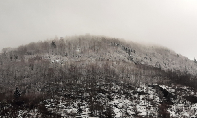 STOP à la déforestation