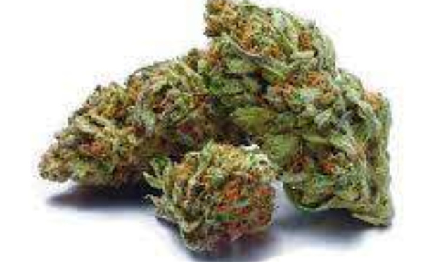 Non à l'interdiction des fleurs de CBD en France