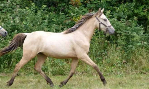 Justice pour Anisette : Non aux drones dans le bois de Vincennes !