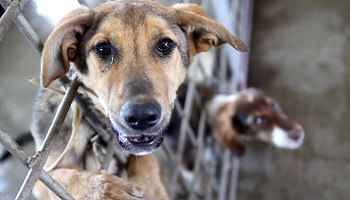 Pour le bien-être des animaux, que soient réintégrés les bénévoles radiés de la SPA 89 à Auxerre