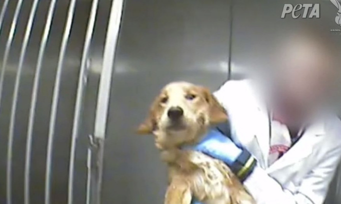 Cesser l'expérimentation sur des chiens (ou tout autre animal) dans la lutte contre les myopathies