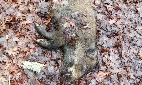 Justice pour le bébé sanglier massacré par des chasseurs !!
