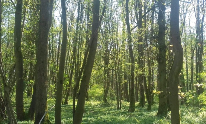 Pour un retour à la collecte hebdomadaire des emballages et du verre pour une planète saine
