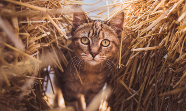 Cessons les abandons !