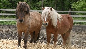 Peine maximale pour l'auteur d'actes de barbarie envers un poney de 17 ans !