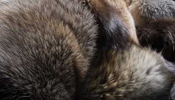 Fermeture définitive