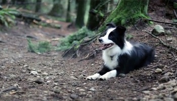 Retrouvons les deux assassins de ce petit chien, tué et pendu