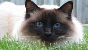 Justice pour Véga !