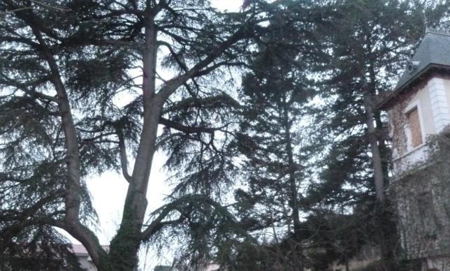 STOP à la destruction programmée du parc boisé de Bellevue