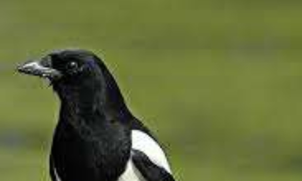 Il faut agir en urgence pour sauver la pie de Brignoles !