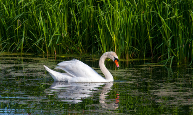 STOP : Arrêtons de nourrir les oiseaux d'eau avec du pain !