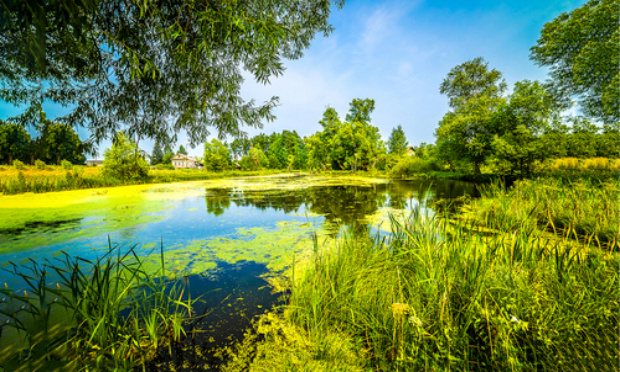 Aidez-moi à sauver un terrain, une mare, des vieux arbres rares et des animaux !