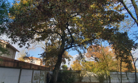 Non à l'abattage d'un chêne centenaire !!