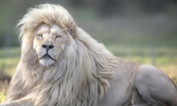 Non à la chasse au lion