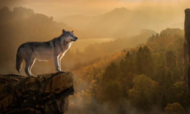 Pour la protection du loup !