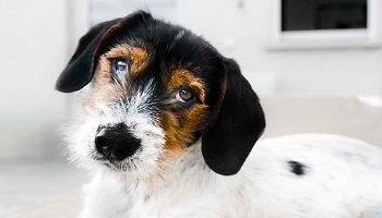 Pouvoir adopter un chien de la SPA, que je promène avec ma meilleure amie, et qui s'appelle Argos